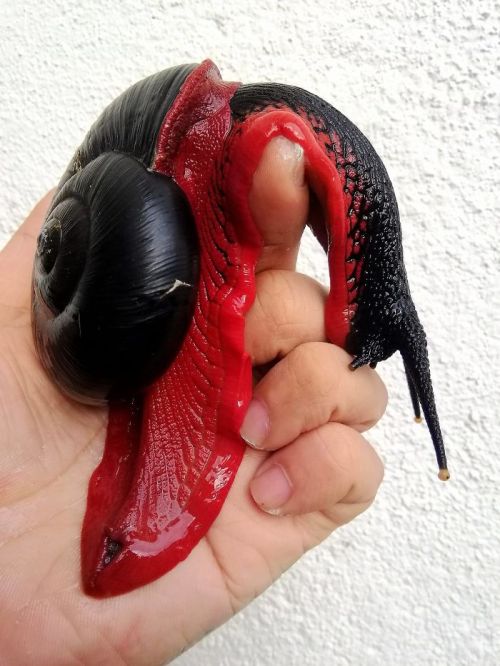 Malaysian Fire Snail (Platymma Tweediei), Family Chronidae, Found In 2 Montane Forests Of Malaysia