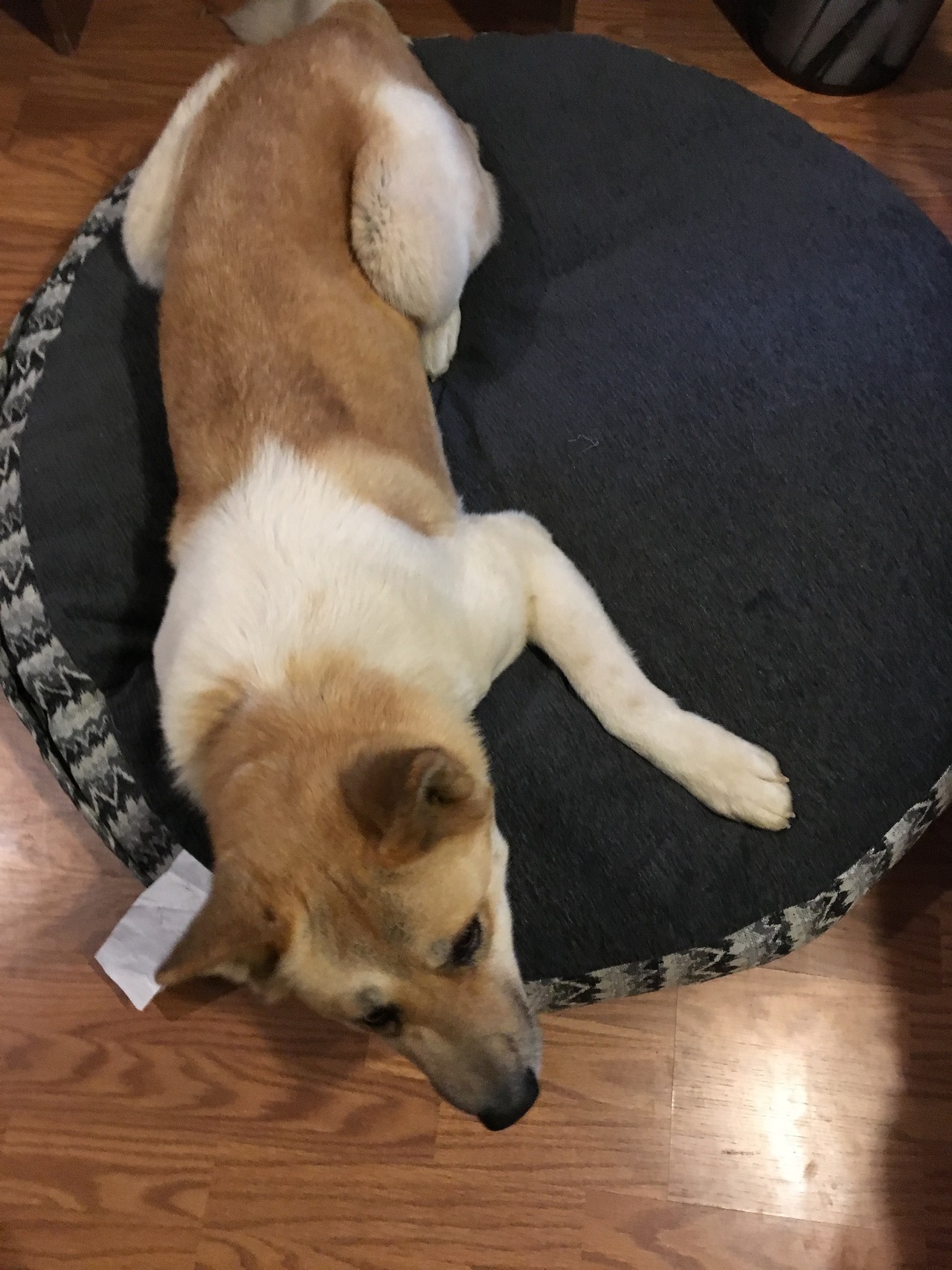  My short week with a dog We  picked her up from a rescue shelter. She was nothing