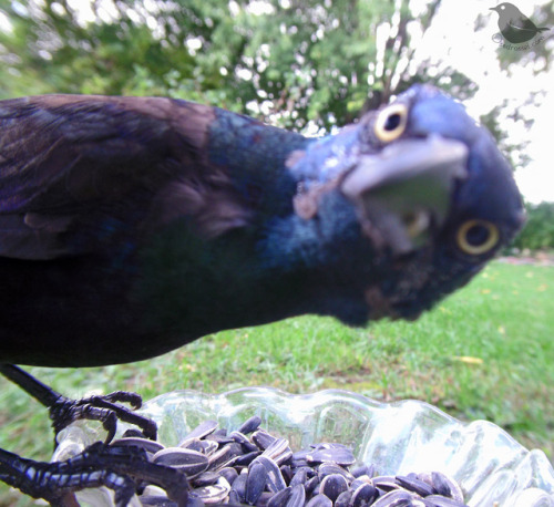 ostdrossel:1, 2, 3, 4.The Grackles will be leaving soon too. I am going to miss their silly faces.