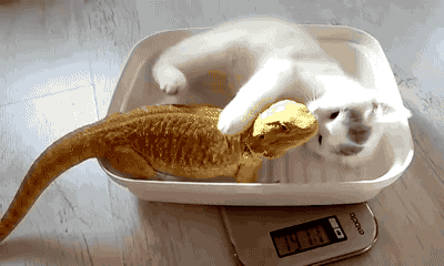 gifsboom:  Kitten cuddling bearded dragon. [video][RL Dragons]