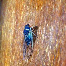 mayan-starpriest:  #Cicada knocking at our door. #Omen of some sort?   #LaCigarra #Cicadas #Hemiptera #Auchenorrhyncha #Cicadoidea