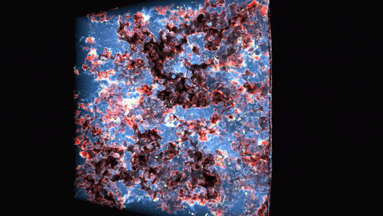 A borderless three-dimensional cube rotates from left to right in front of a black background. In the cube are many organic cloud-like blobs. They are primarily purplish blue and black, with the centers being darker than the outsides. In the space between the clouds is a light blue translucent material through which more blobs can be seen further back in the cube. As the cube rotates, the blobs become increasingly red and the blue translucent material becomes increasingly see through. After becoming bright red, the blobs start to fade and become a translucent yellow fog before disappearing completely. As they fade, millions of small yellow-ish stars become visible. The stars dot the cube in every dimension. Credit: M. Alvarez, R. Kaehler and T. Abel 