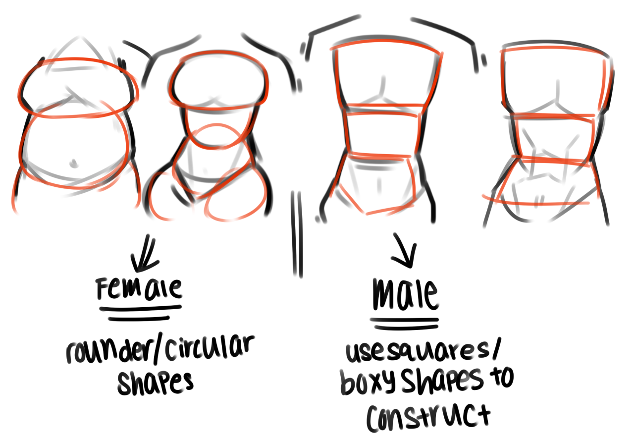 phailetdoesart:  First of all, I’m not an art student/anatomy expert/seasoned professional