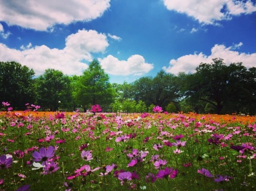 Gorgeous day in #nola #flowers #mayflowers #citypark (at City Park, New Orleans)