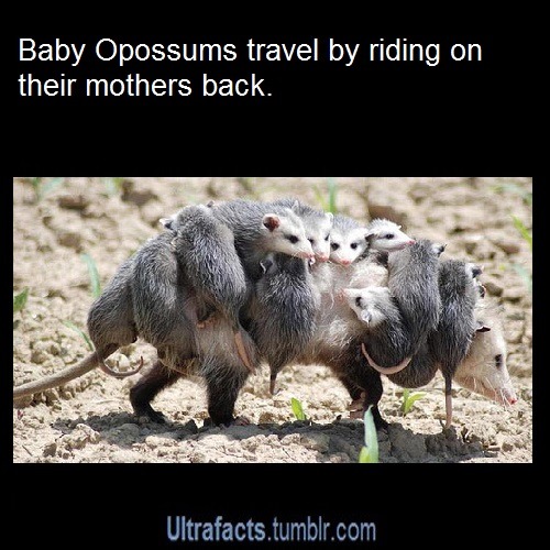 ultrafacts:  (Fact Sources: 1 2 3) Follow Ultrafacts for more facts