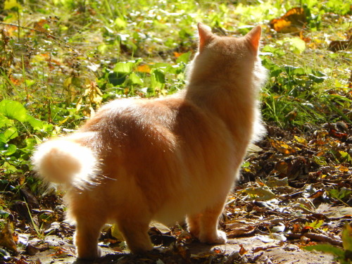 calico-dan:Everything the light touches, is his kingdom. 