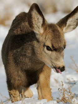 wilwheaton:  npr: americasgreatoutdoors: Cute alert! A baby mule deer tries catching a snowflake on its tongue at Rocky Mountain Arsenal National Wildlife Refuge in Colorado. Mule deer are named for their oversized ears that resemble a mule’s ears.