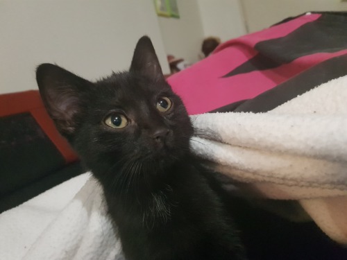 So II Have A Cat. And I Named It After One Of The Girls In Witcher 3. So If You Want You Can Guess Her
