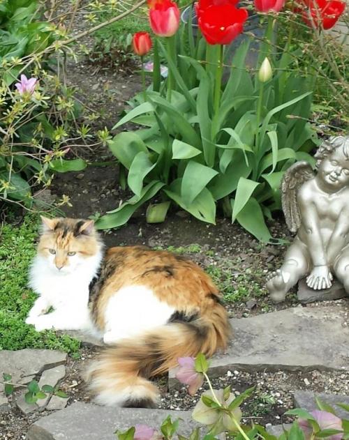 [Image description: A beautiful long haired calico cat is laying down outside, next to some plants a