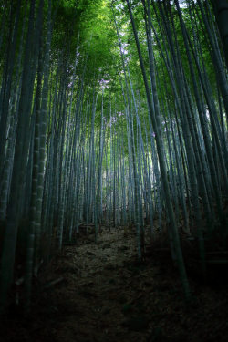 wanderthewood: Bamboo forest by joehenjp