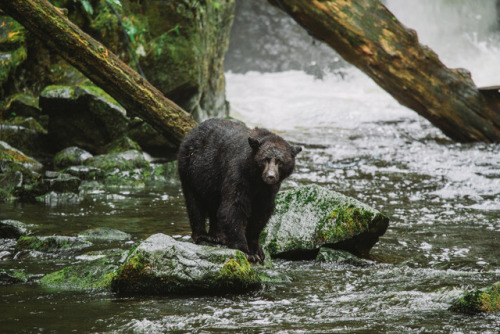 benngie:Quite an amazing moment patiently watching this big guy fish for his dinner. 