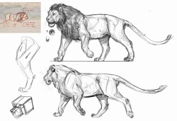 anatoref:  Art Reference: Lions and Lionesses Row