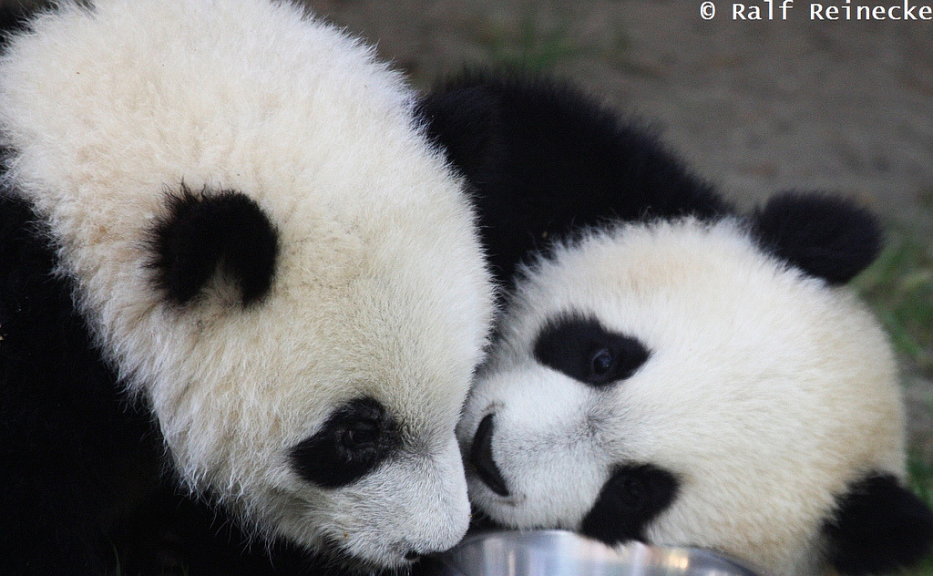 fuckyeahgiantpanda:   Twins Po and De De at Zoo Madrid in Spain. © Ralf Reinecke.