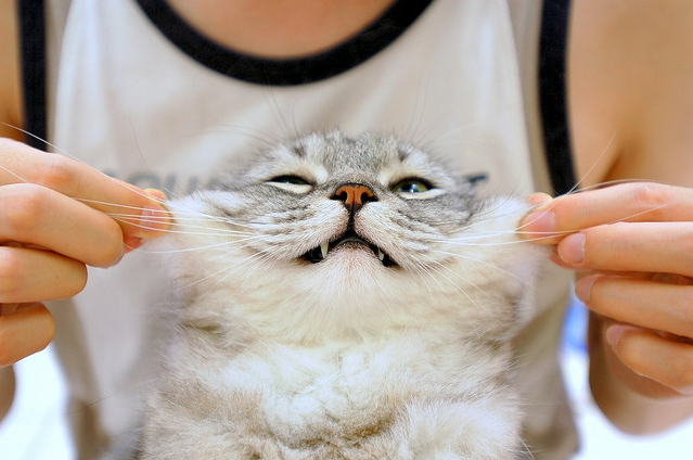 winterfellis:  (by faureing) 