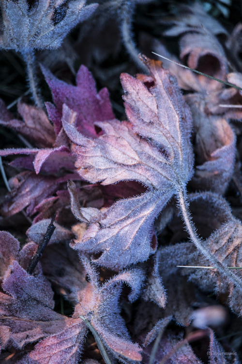 riverwindphotography:Wild Geranium Leaves glow in the day’s first light: Blacktail Plateau, YNPriver