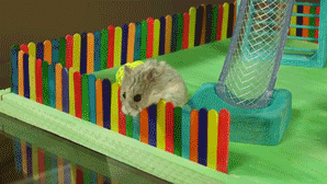mikkynga:  flippyflippynutella:  Tiny Hamster in a Tiny Playground dear god i cannot handle how cute this hamster is  me 