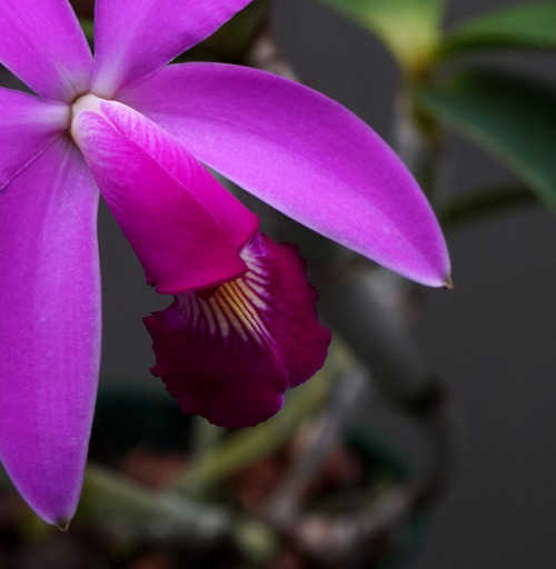 Cattleya violacea ‘Muse’ FCC/AOS (Colombia, Venezuela, the Guianas, Brazil, Bolivia, Peru and Ecuado