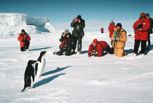 Emperor Penguin Chicks Huddle In San Diego, After Being Flown From Antarctica, To Be Part Of A NSF Study