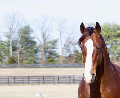 Union Rags