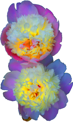transparent-flowers:  Paeonia officinalis alba plena. This is the rarer white form of the Memorial Day Peony that our ancestors grew about their farm house. It will show some pink frosting on the edges in cooler weather which actually looks very nice.