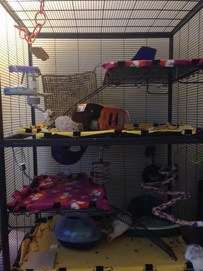 Mischief Managed  Rat cage, Rat cage accessories, Rat cage diy