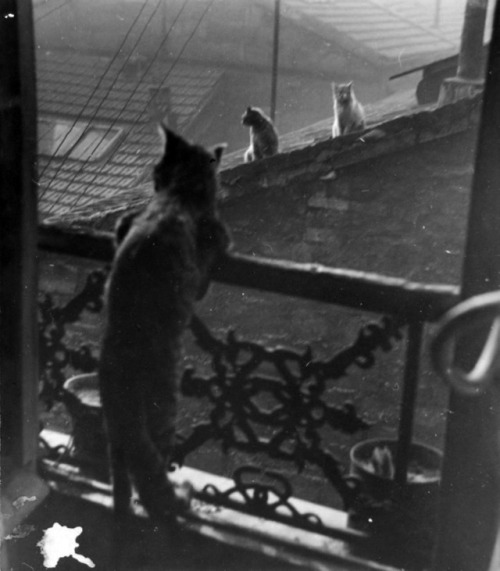 vintageeveryday:  Réunion de chats, 1948. Photographed by Édouard Boubat.