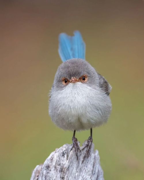 Splendid Fairywren