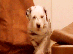 Sends me 'woof' for my muses reaction to yours bringing home a puppy.