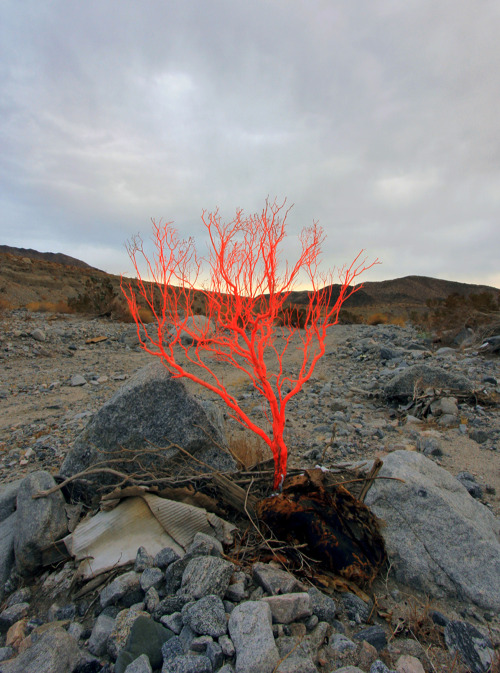 artruby:Cristopher Cichocki, Land Spore (Desert Reserve), (2011). 