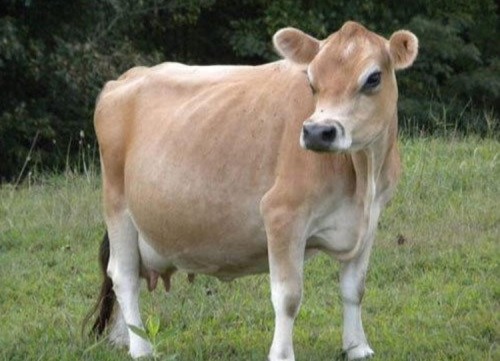 Batcow
