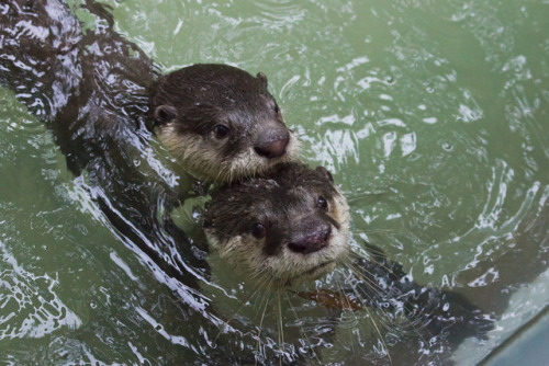 river otter