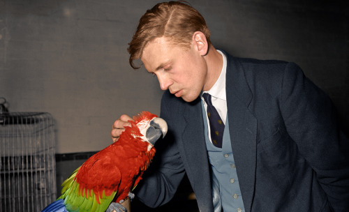 historylover1230:Sir David Attenborough, seen here petting a macaw, ca. 1950-51