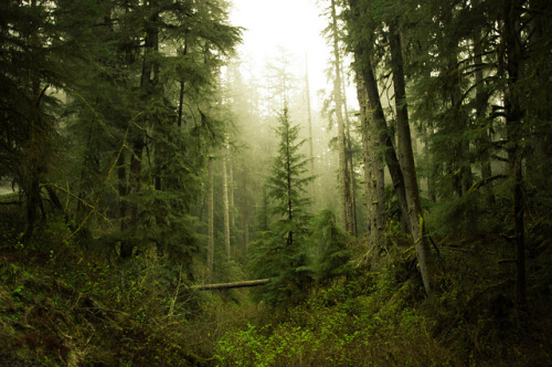 forbiddenforrest: Misty mountains by Ellie &lt;3 photography on Flickr.