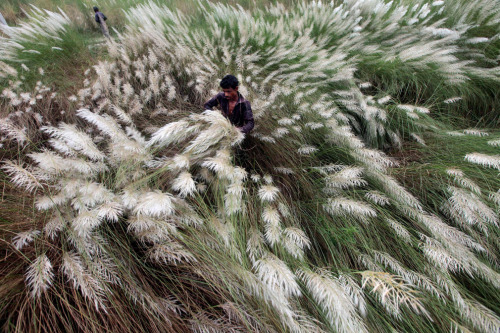 fotojournalismus:A Bangladeshi man cuts kashful, or a white grass plant, in Keraniganj, near Dhaka