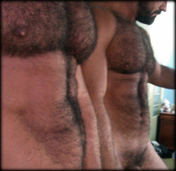 hairy-chests:  laurentletadic:  source : denverfurcumquest   h a i r y                                                         .HairyChestG   .Cock-Gif