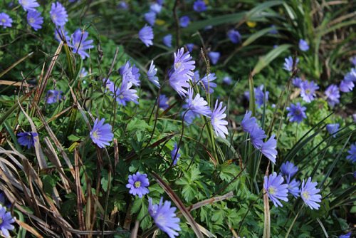 Anemone apennina (blue anemone).