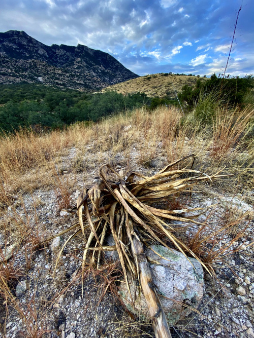 A dead agave atop a grassy ridge in the Little Rincon Mountains, Arizona.