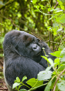 funnywildlife:  Gorilla in Volcanoes National