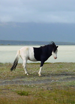 transperceneige:  Iceland, 2007. This fella had quite an amazing coat. Also, Iceland is the most beautiful country in the world and if you can go there once in your life, don’t hesitate. 