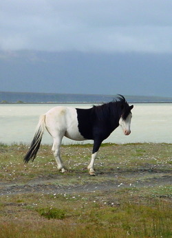 littlemammal:  transperceneige:  Iceland,