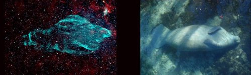 THE GIANT MANATEE NEBULA Bright Astronomical Objects That Are Visible To The Eye And Optical Telescopes