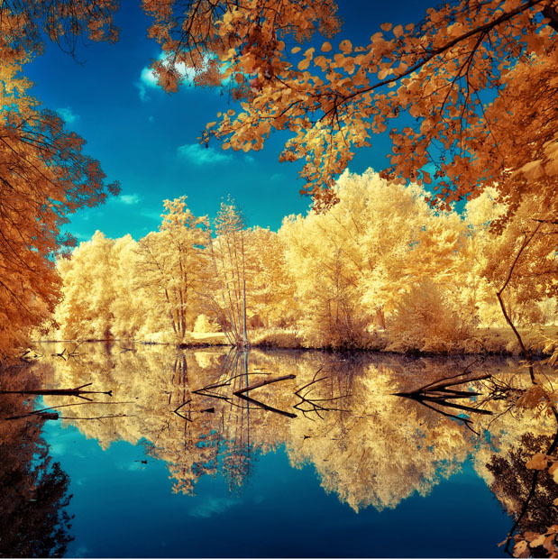 opticallyaroused:   Gorgeous Infrared Landscapes With Trees of Gold and Silver 