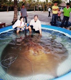 rhamphotheca:  The &frac12; Ton Giant Freshwater Stingray With a 15-Inch Poison Barb by Matt Simon Scientists first described Southeast Asia’s giant freshwater stingray in 1990, which can grow to more than 16 feet long and 1,300 pounds. And while it