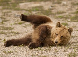 beautiful-wildlife:  Bear Cub by Debbie