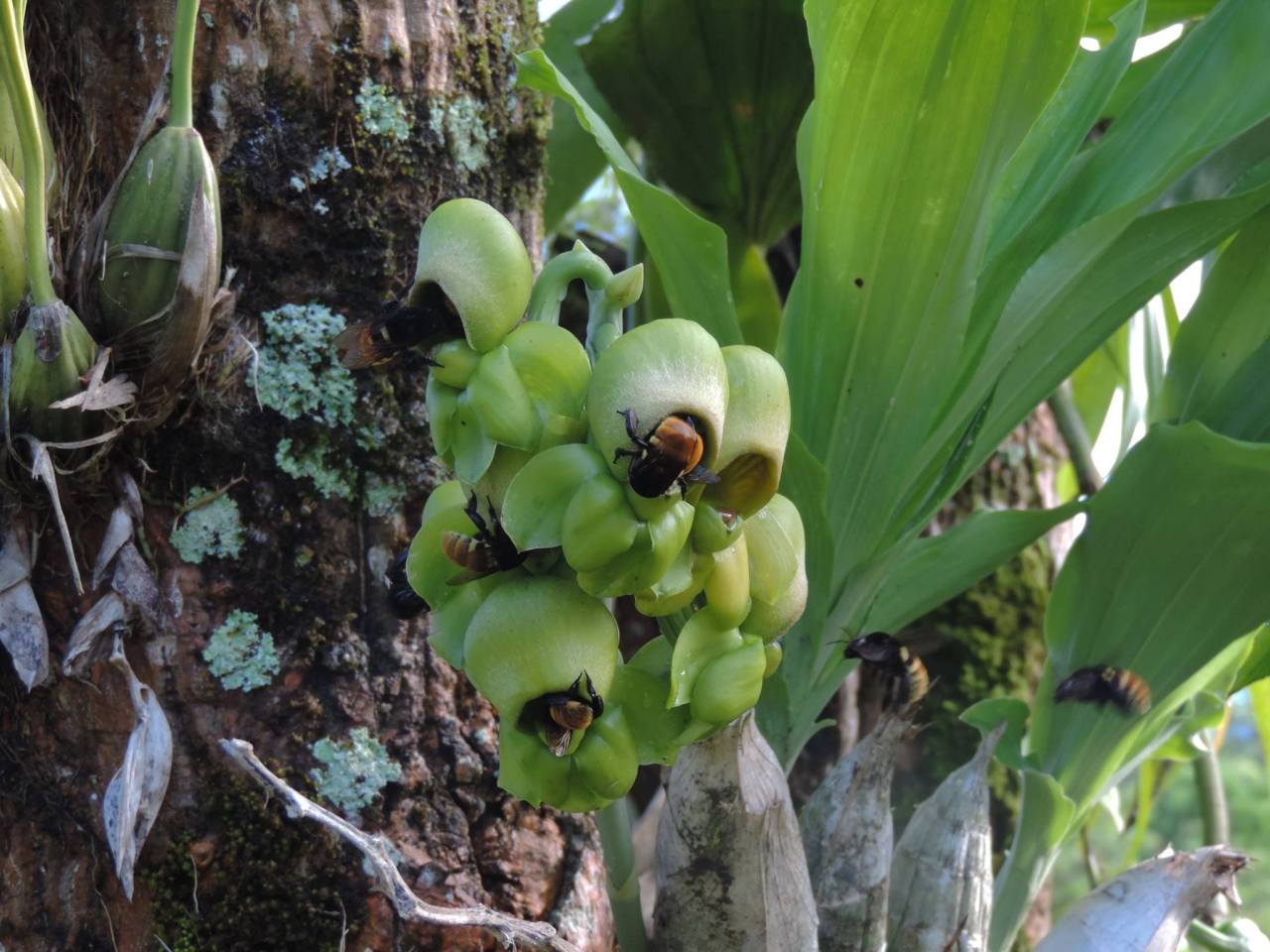 Female flowers of Catasetum integerrimum being visited by Eulaema sp. bees.
Orchidaceae: Catasetinae.
By Obet Sarmiento Cortez‎. [x]