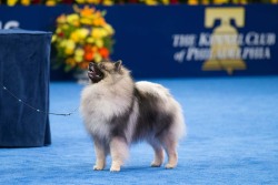 quichehound: sodiumpenta:  I groom one of these guys every week and he’s quite possibly the love of my life. We play a game called “brush, brush, kiss” because as long as I say “brushbrushbrushbrushbrush” he’ll stand nicely, but the second