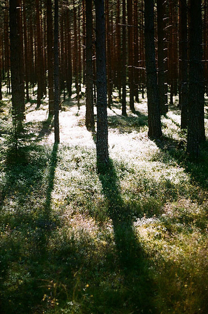 congregated:  vertical﹠vintage blog