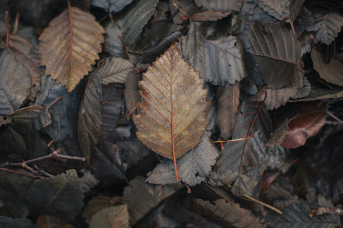 stephaniedolen:the olympic peninsula