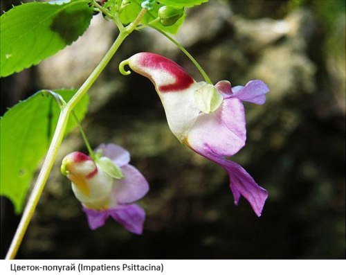 ohcoroner:  sumertabletleri:  Çiçeklerin şaşırtıcı şekilleri  flowers are bullshit 