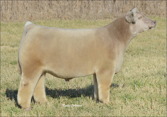 briskbaby:  spiritual-realm:  omg look at these fluffy fucking cows   @werefoxe